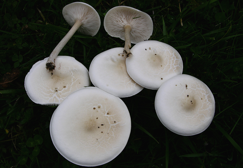 Melanoleuca graminicola da determinare.